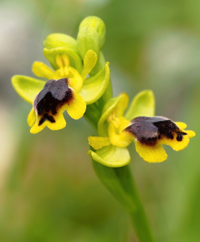 Tořič žlutý fryžský (Ophrys lutea subsp. phryganae)