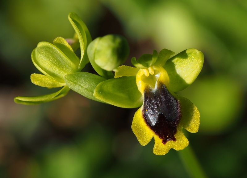 Tořič žlutý fryžský (Ophrys lutea subsp. phryganae)