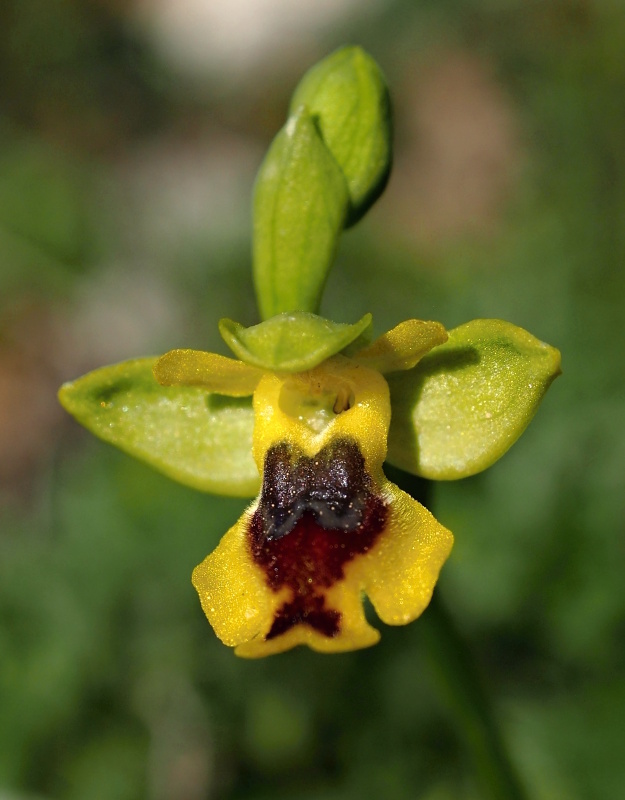 Tořič žlutý menší (Ophrys lutea subsp.minor)