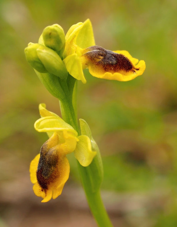 Tořič žlutý menší (Ophrys lutea subsp.minor)