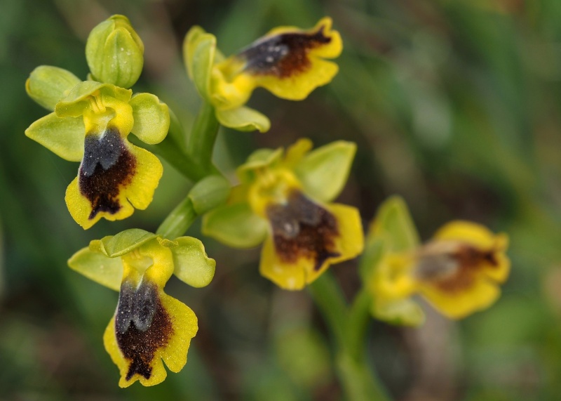 Tořič žlutý menší (Ophrys lutea subsp.minor)