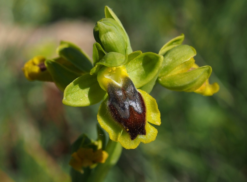 Tořič žlutý (Ophrys lutea subsp.lutea)