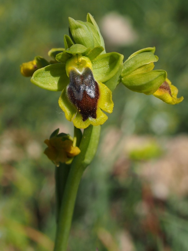 Tořič žlutý pravý (Ophrys lutea subsp.lutea)