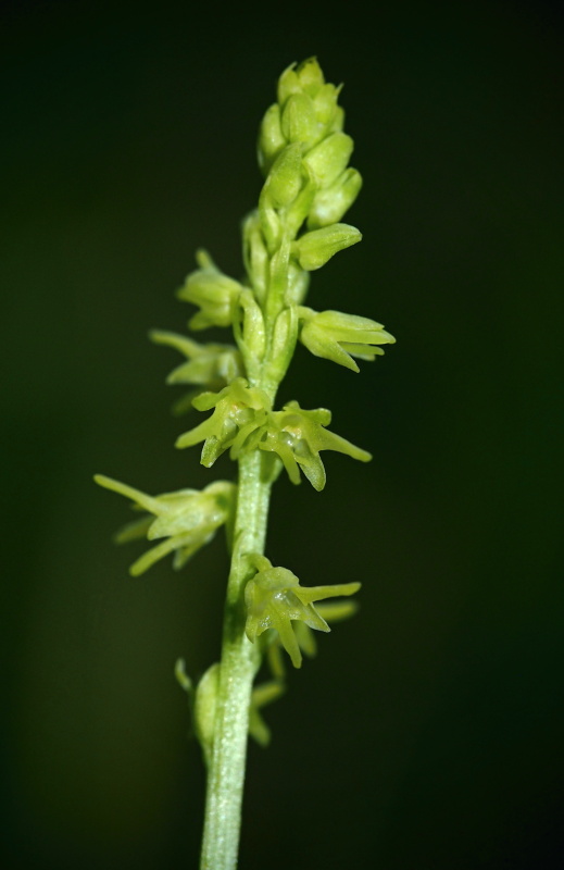 Toříček jednohlízný (Herminium monorchis)