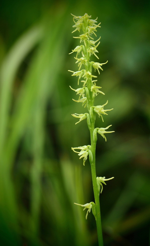 Toříček jednohlízný (Herminium monorchis)