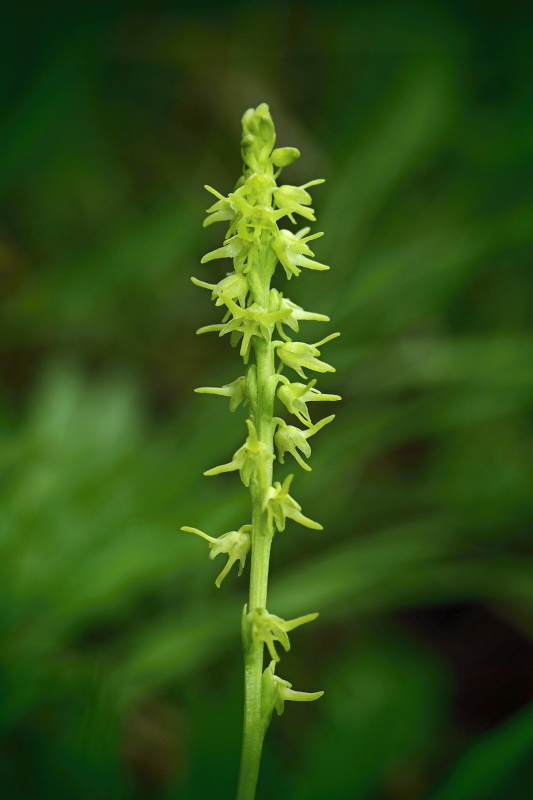 Toříček jednohlízný (Herminium monorchis)