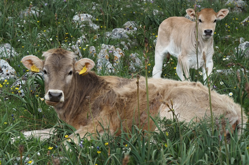 Tradiční způsob zemědělství na Garganu