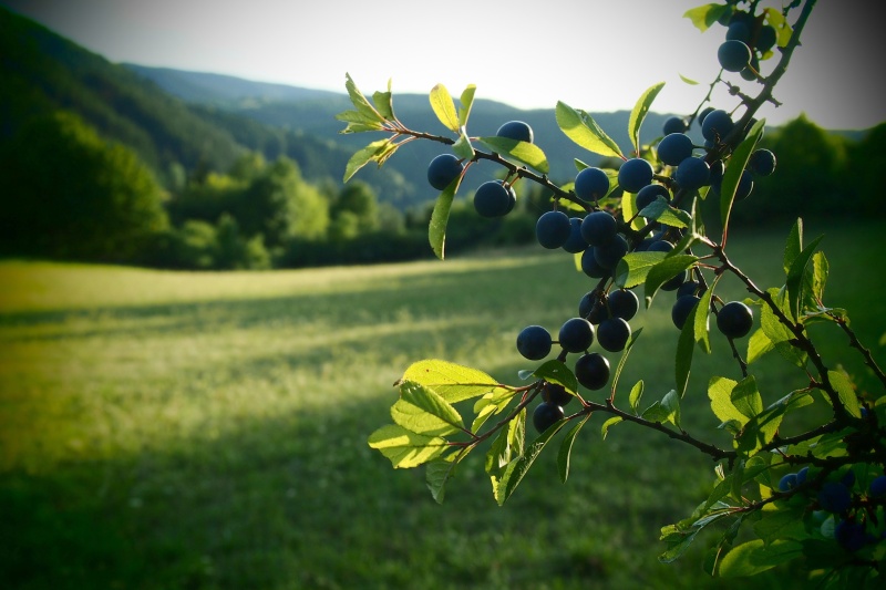 Trnka obecná (Prunus spinosa)