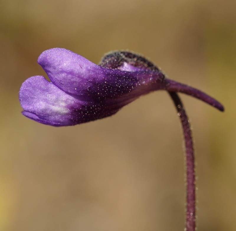 Tučnice obecná (Pinguicula vulgaris) 