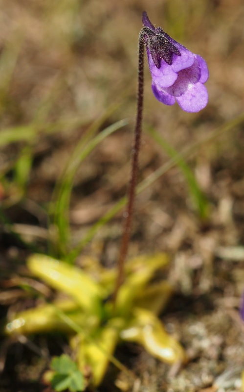 Tučnice obecná (Pinguicula vulgaris) 