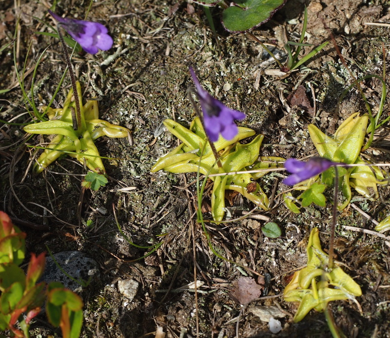 Tučnice obecná (Pinguicula vulgaris) 