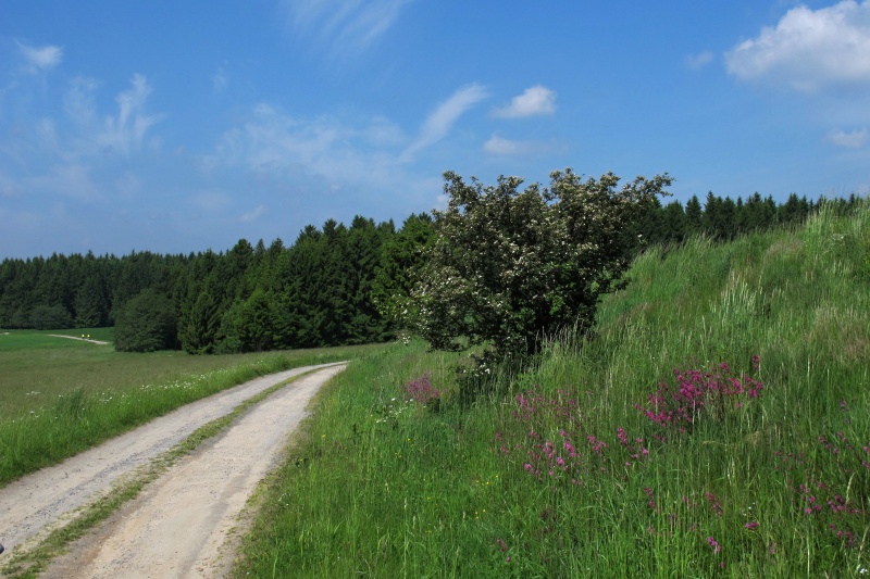 U Lísku