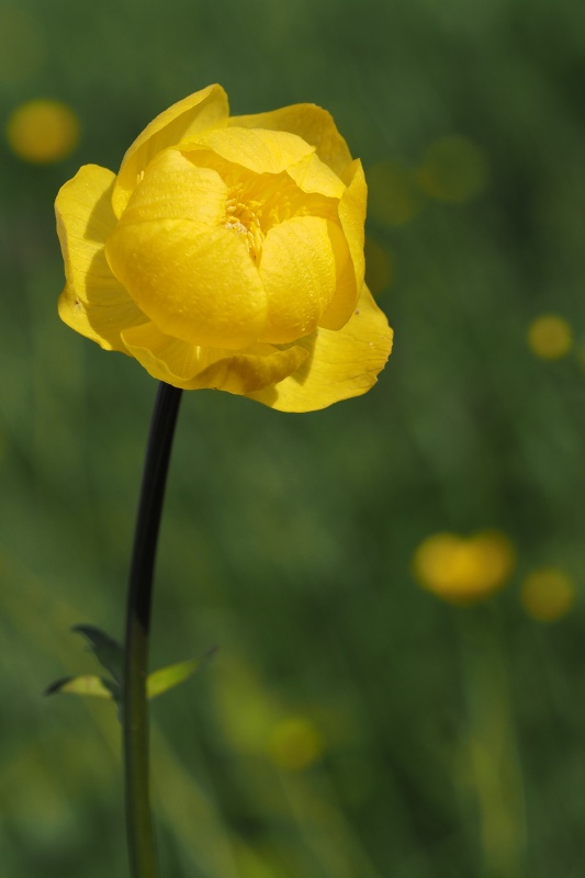 Upolín nejvyšší (Trollius altissimus)