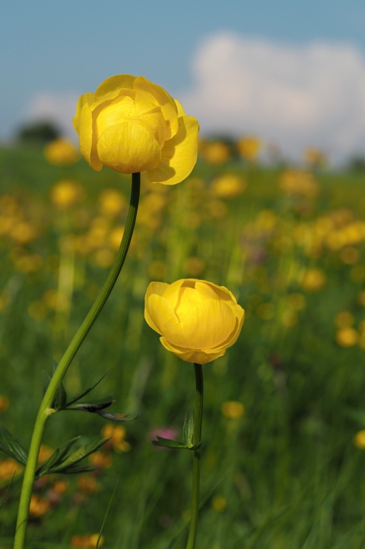 Upolín nejvyšší (Trollius altissimus)
