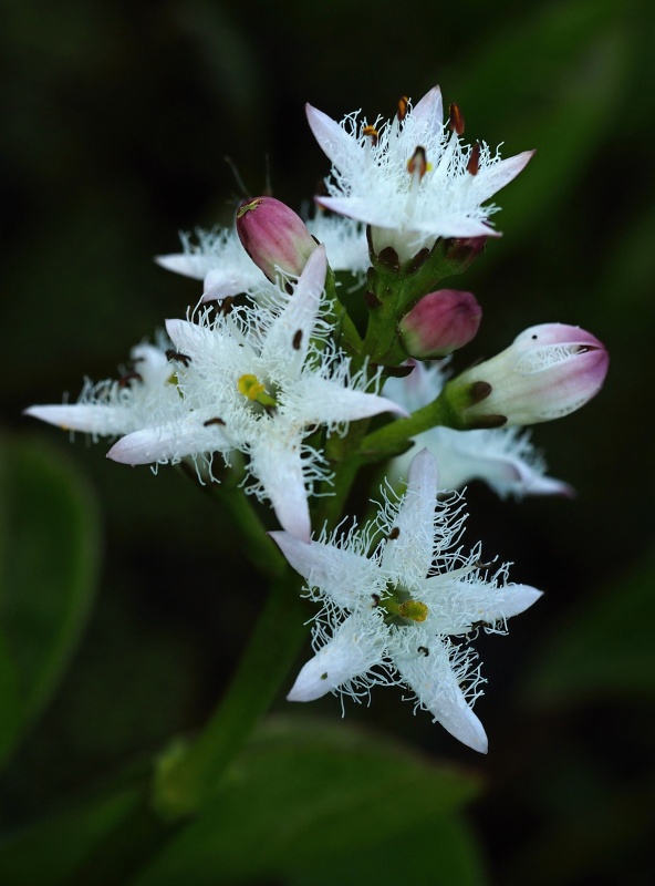 Vachta trojlistá (Menyanthes trifoliata)