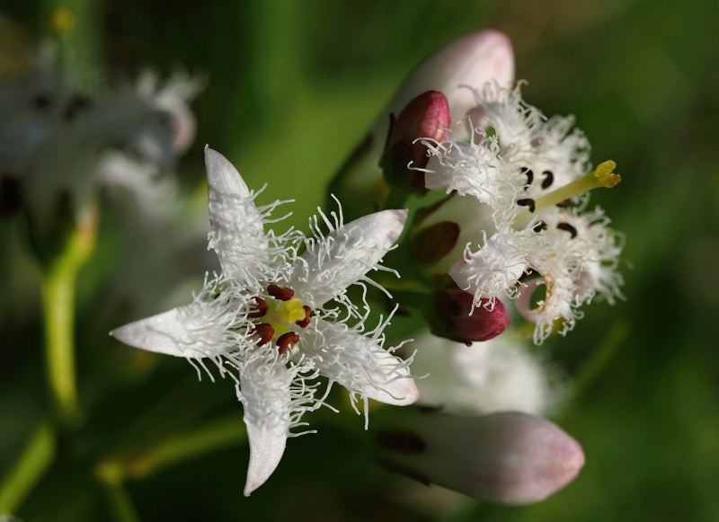 Vachta trojlistá (Menyanthes trifoliata)