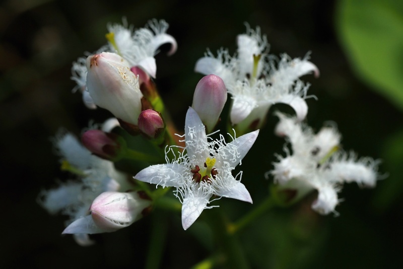Vachta trojlistá (Menyanthes trifoliata)