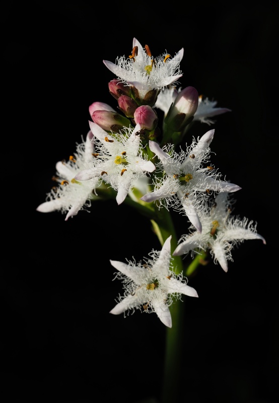 Vachta trojlistá (Menyanthes trifoliata)