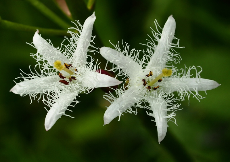 Vachta trojlistá (Menyanthes trifoliata)