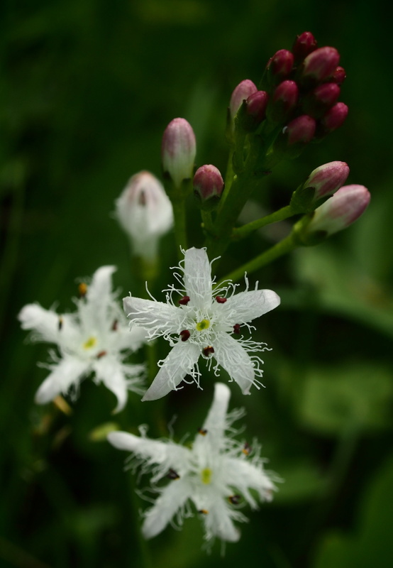 Vachta trojlistá (Menyanthes trifoliata)