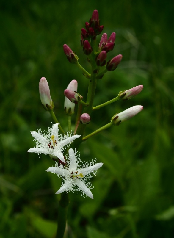 Vachta trojlistá (Menyanthes trifoliata)