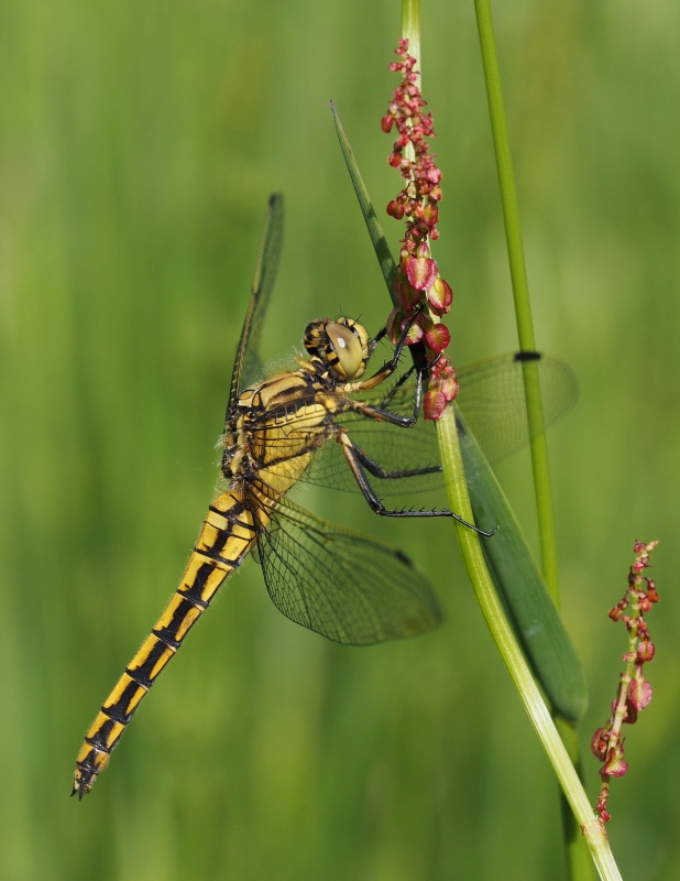 Vážka černořitná (Orthetrum cancellatum)
