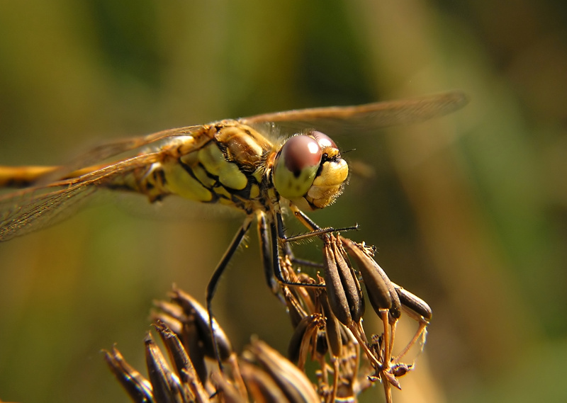 Vážka obecná (Sympetrum vulgatum)