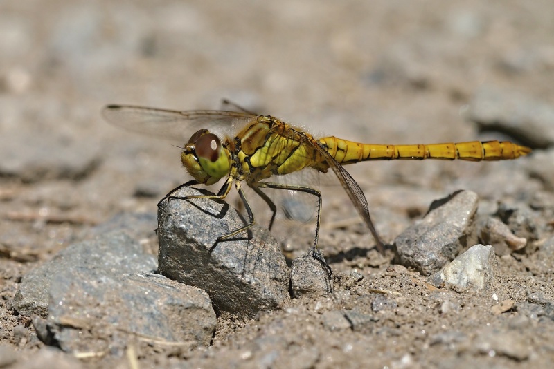 Vážka obecná (Sympetrum vulgatum)