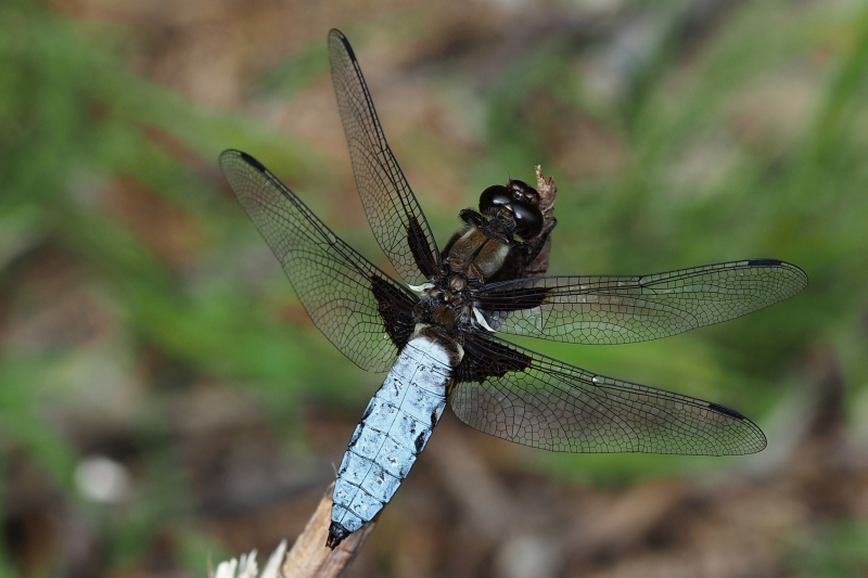 Vážka ploská (Libellula depressa)