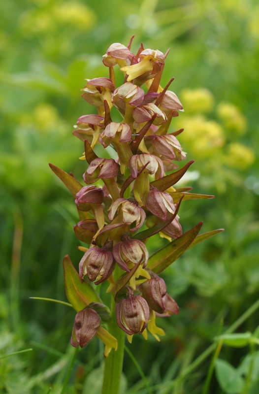 Vemeníček zelený (Coeloglossum viride)