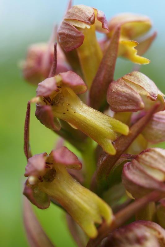 Vemeníček zelený (Coeloglossum viride)