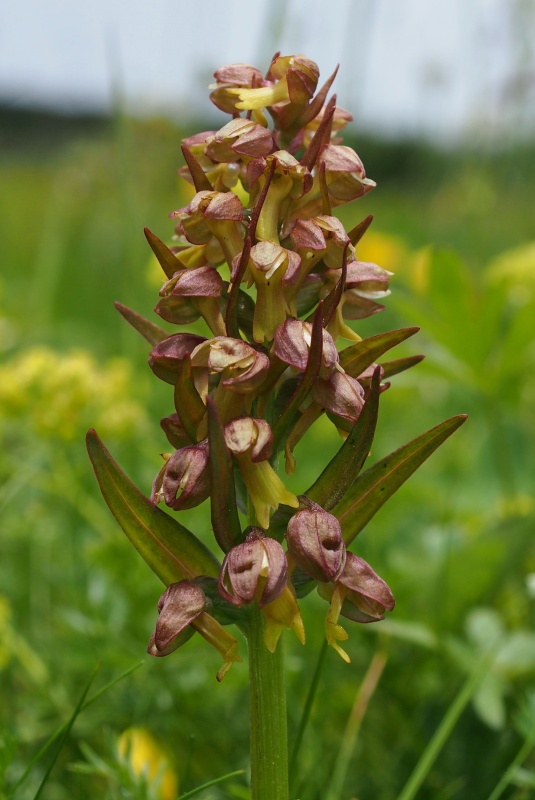 Vemeníček zelený (Coeloglossum viride)
