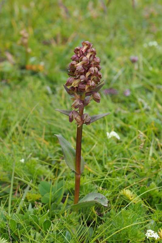 Vemeníček zelený (Coeloglossum viride)