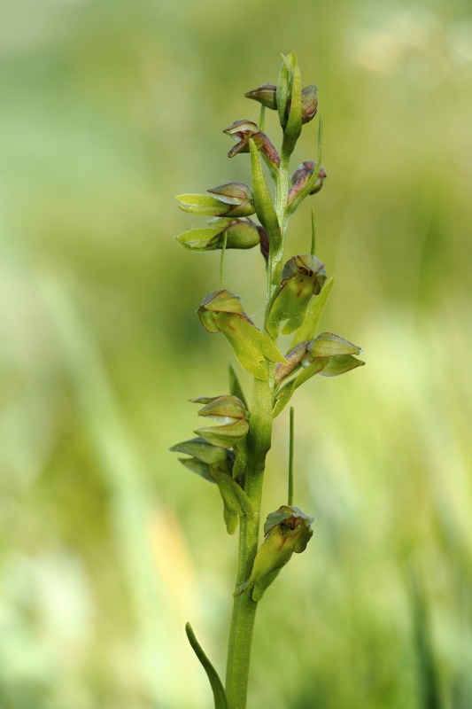 Vemeníček zelený (Coeloglossum viride)