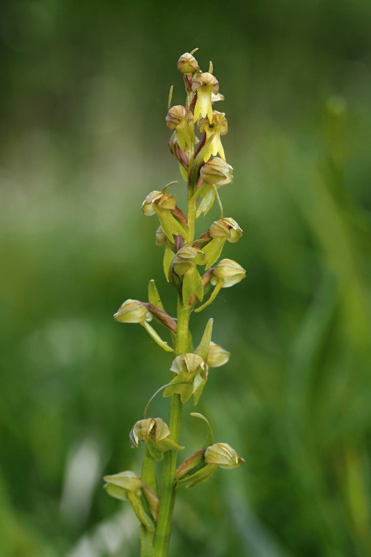 Vemeníček zelený (Coeloglossum viride)
