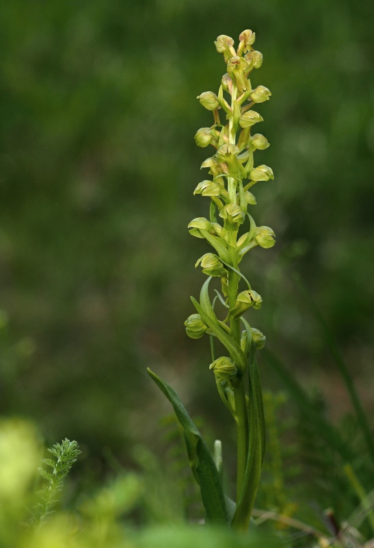 Vemeníček zelený (Coeloglossum viride)