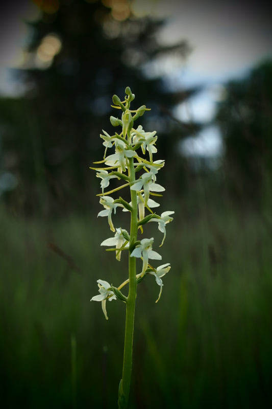 Vemeník dvoulistý (Platanthera bifolia)