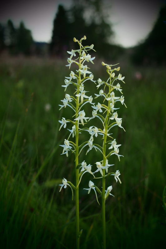 Vemeník dvoulistý (Platanthera bifolia)