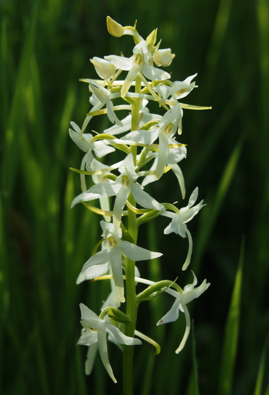 Vemeník dvoulistý (Platanthera bifolia)