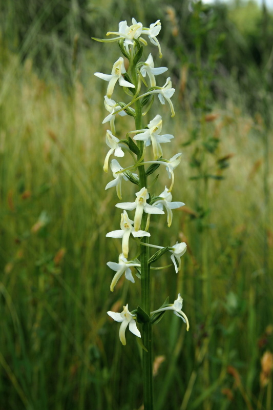 Vemeník dvoulistý (Platanthera bifolia)
