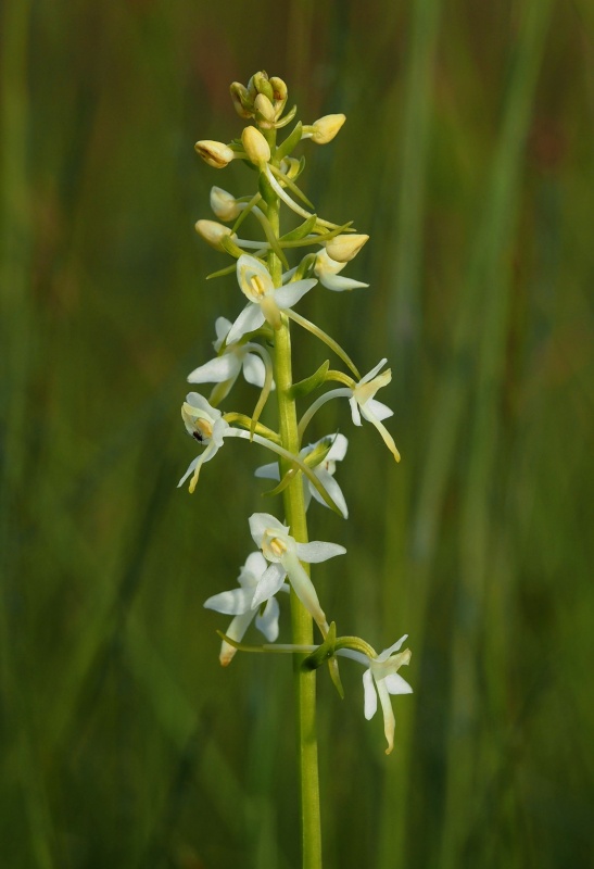 Vemeník dvoulistý (Platanthera bifolia)