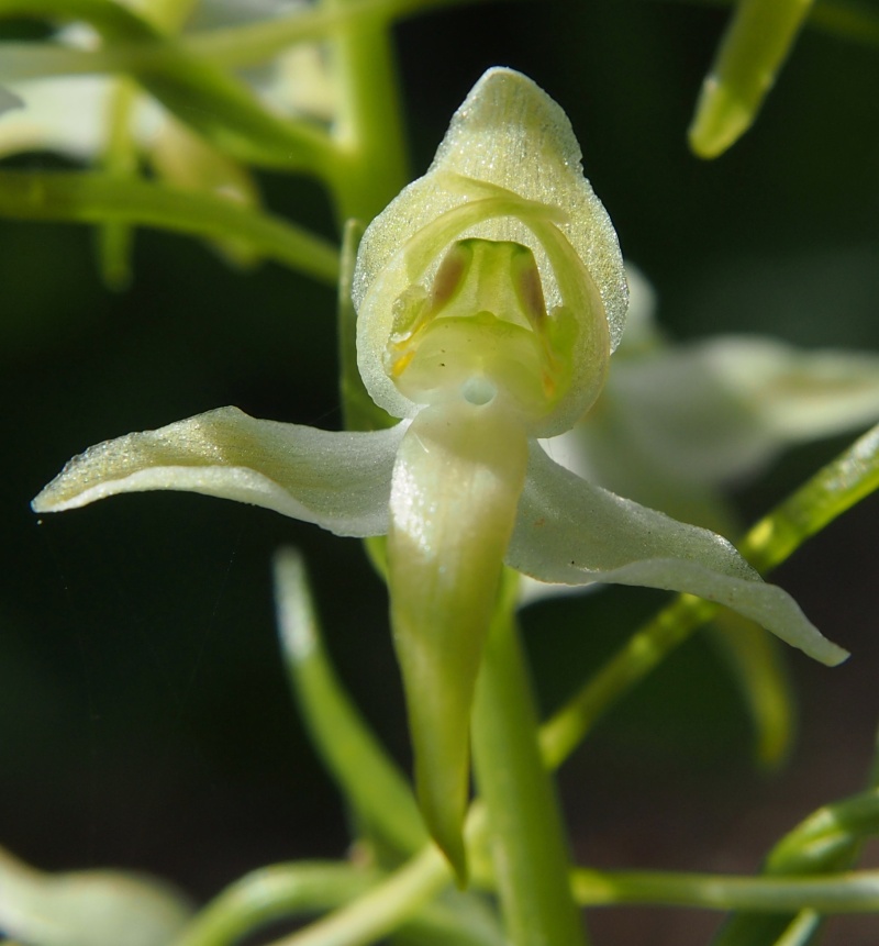 Vemeník zelenavý (Platanthera chlorantha)
