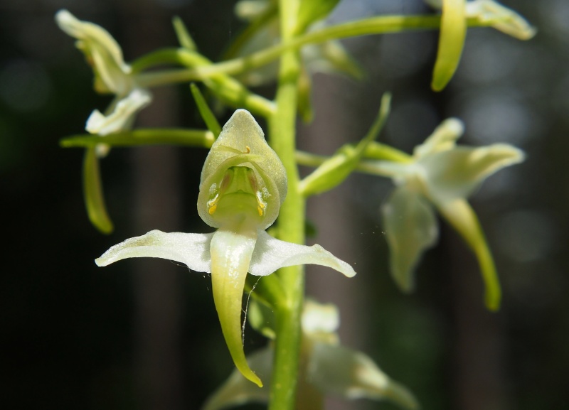 Vemeník zelenavý (Platanthera chlorantha)