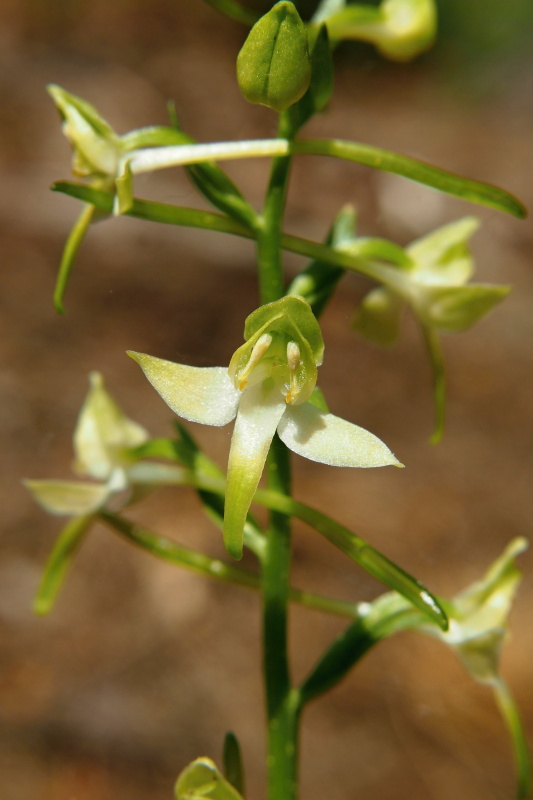 Vemeník zelenavý (Platanthera chlorantha)
