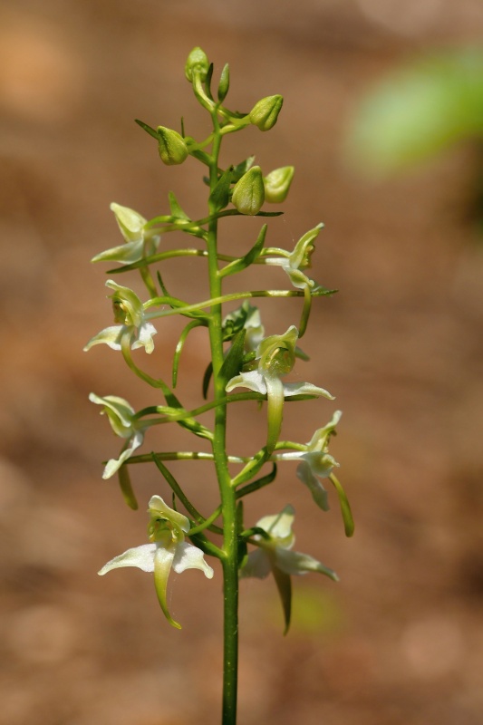 Vemeník zelenavý (Platanthera chlorantha)