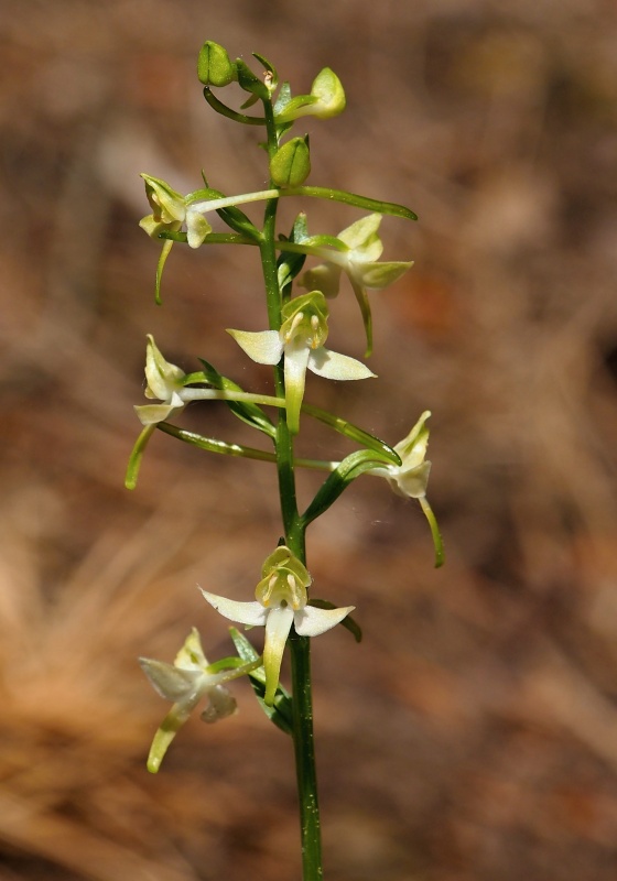 Vemeník zelenavý (Platanthera chlorantha)