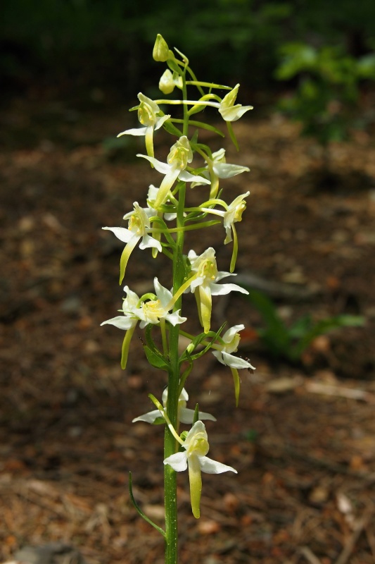 Vemeník zelenavý (Platanthera chlorantha)