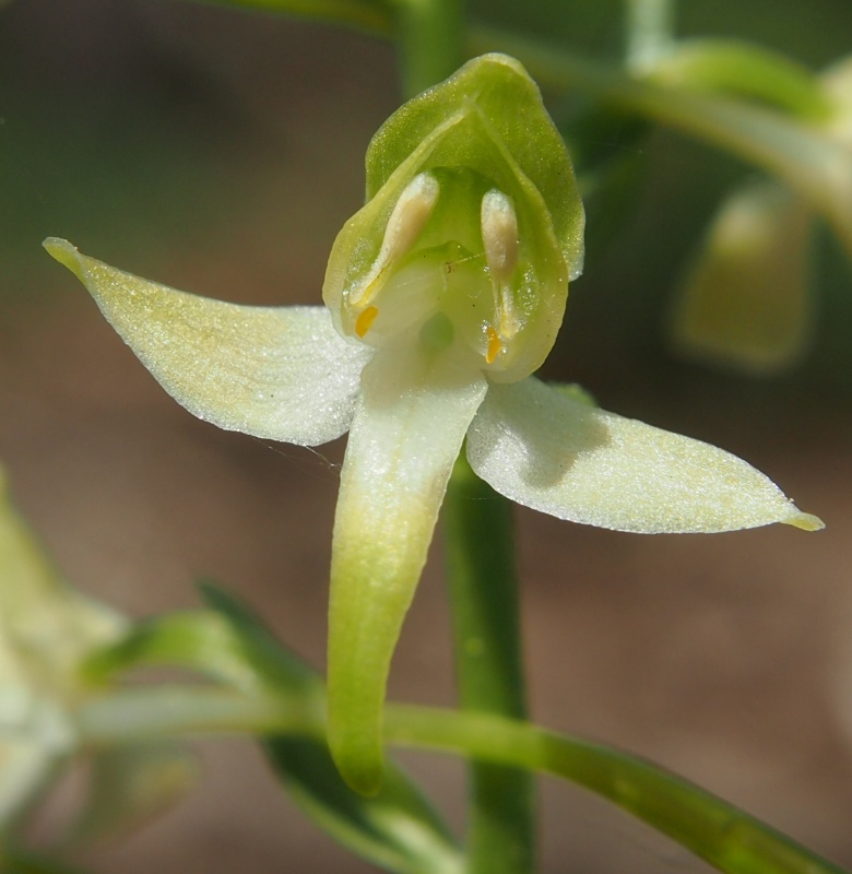 Vemeník zelenavý (Platanthera chlorantha)