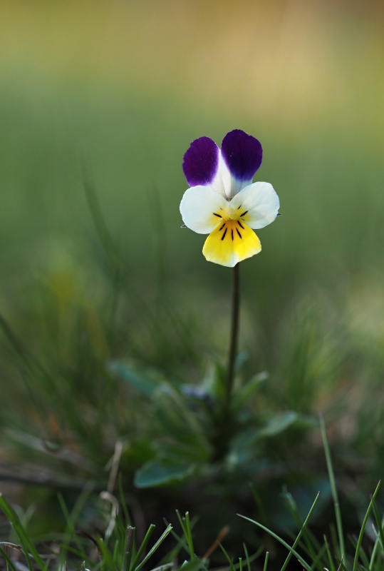 Violka rolní (Viola arvensis)