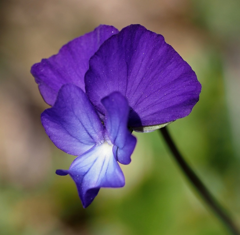 Violka (Viola heterophylla ssp. graeca)